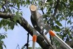 Gartenpaul Teleskop Astschere  Amboss 
